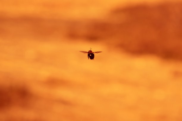 大黄蜂的底部图片下载