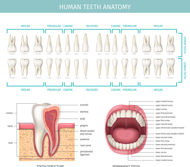 人类牙齿解剖学图片下载