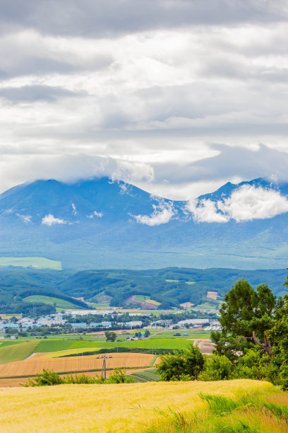 北海道夏天金色的麦田图片下载