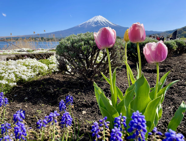 粉红色的郁金香花园和美丽的富士山图片下载