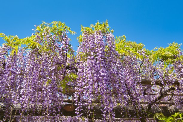 紫藤花架盛开图片下载