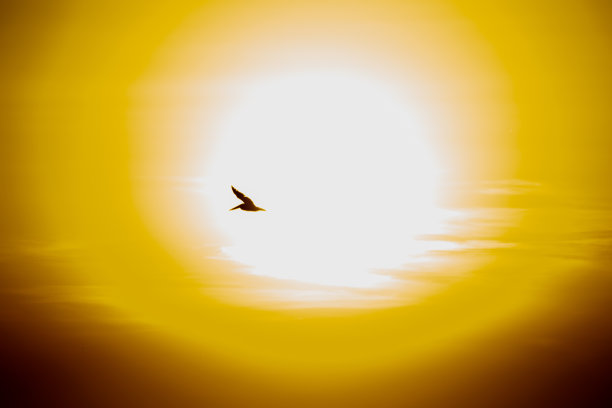 日落时一只鸟在太阳前飞行的剪影图片下载