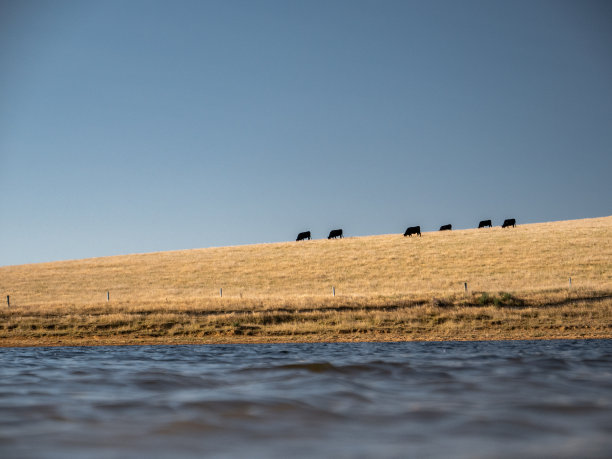 奶牛在旱地上的湖面上图片下载