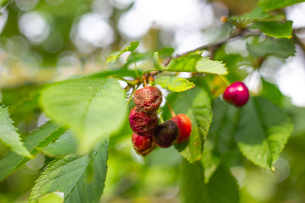 树枝上成熟樱桃的果实受灰腐病的影响。成熟果实中的念珠菌病图片下载