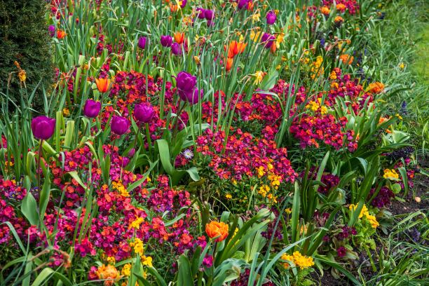 伦敦海德公园的春天花坛图片下载