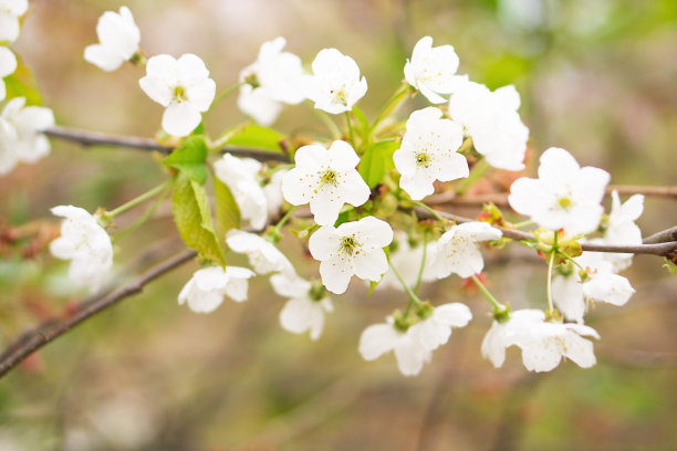 春天公园里盛开的白色樱花。图片下载