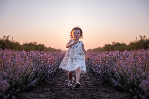 日落时分，穿着裙子的小女孩跑过一排排紫色薰衣草田。孩子玩得开心图片下载