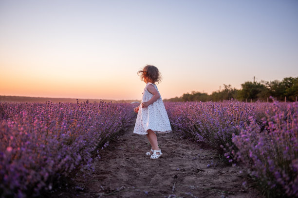 日落时分，穿着裙子的小女孩跑过一排排紫色薰衣草田。孩子玩得开心图片下载