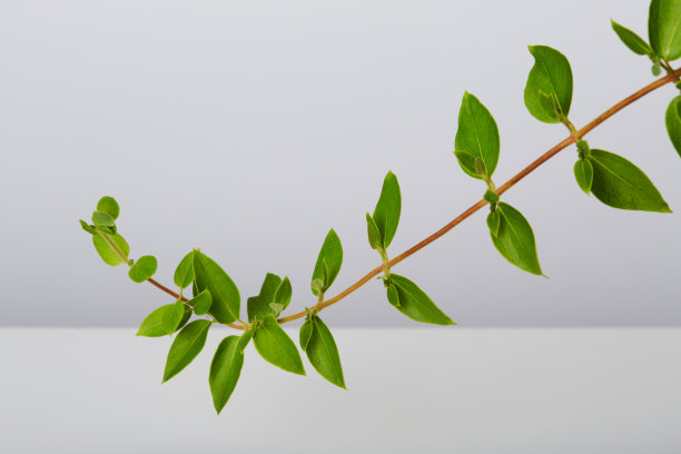 爬山虎蔓生植物爬山虎在白色的背景图片下载