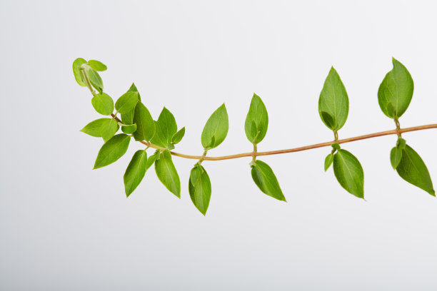 爬山虎蔓生植物爬山虎在白色的背景图片下载