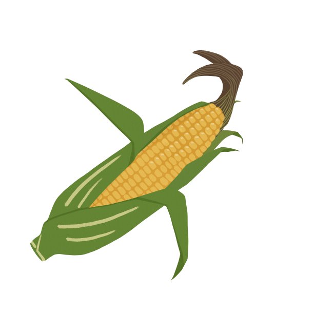 简约玉米插画素材图片下载