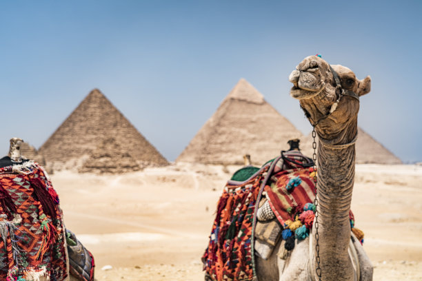 埃及开罗吉萨金字塔群及两匹骆驼景色图片下载