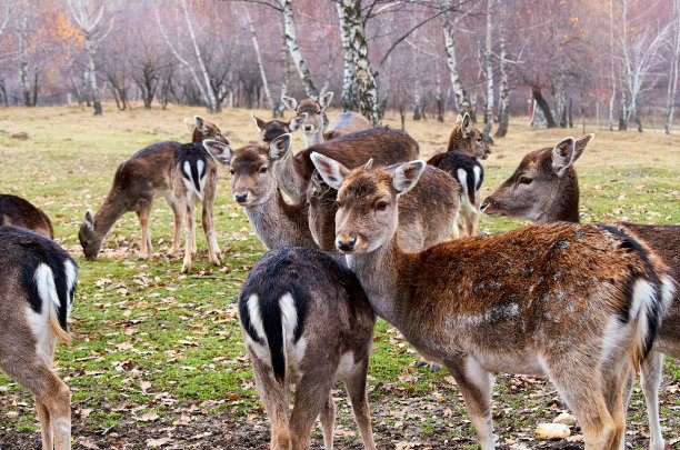 秋天草地上的一群马鹿。图片下载