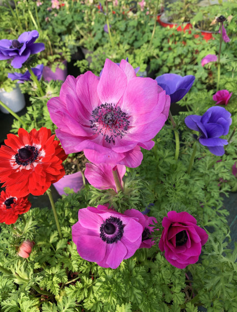 银莲花，冠状花。图片下载