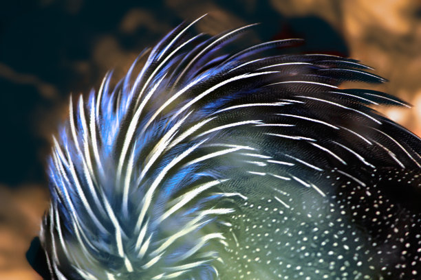 秃鹫珍珠鸡羽毛图案看到鸟的羽毛-库存照片图片下载