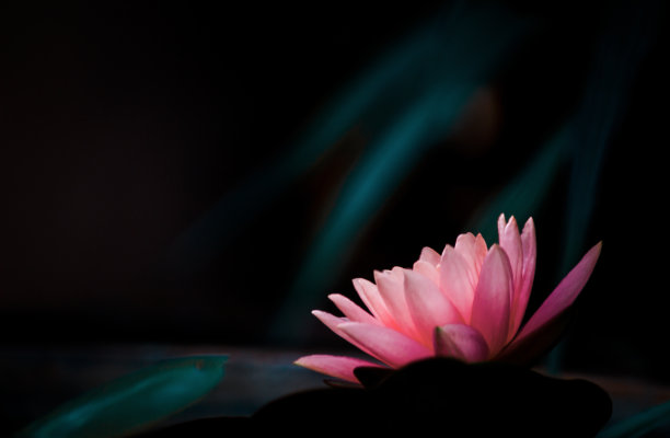 粉色荷花睡莲的特写-股票照片图片下载