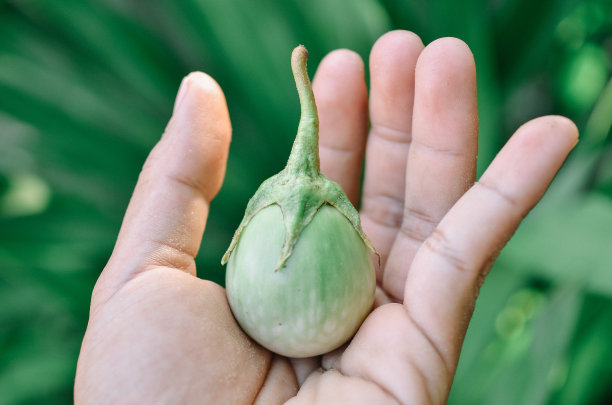 绿色的茄子图片下载