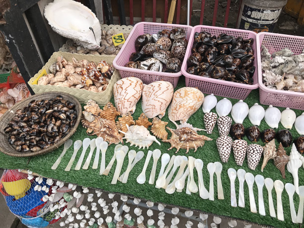 泰国各种贝壳的美丽形状和颜色。图片下载