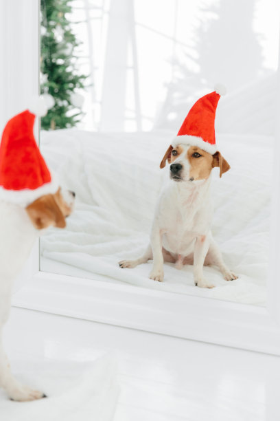 戴着节日帽的纯种狗的垂直照片期待着新年，在镜子前摆姿势，看着它的倒影，坐在白色的地板上。圣诞节时间概念图片下载