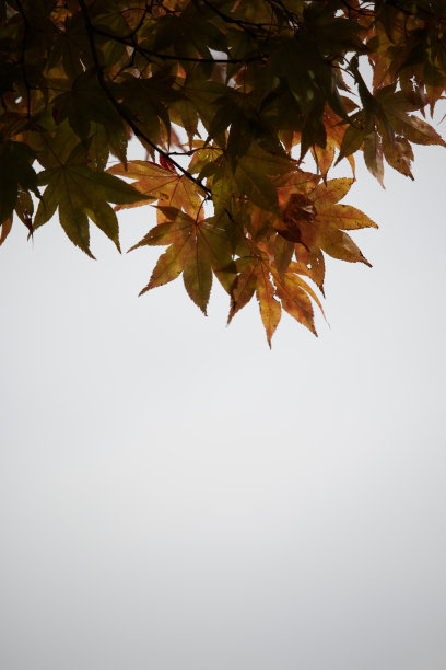 秋天的枫叶和灰色的背景图片下载