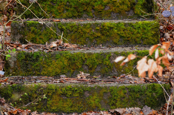 长满青苔和落叶的古老石阶图片下载