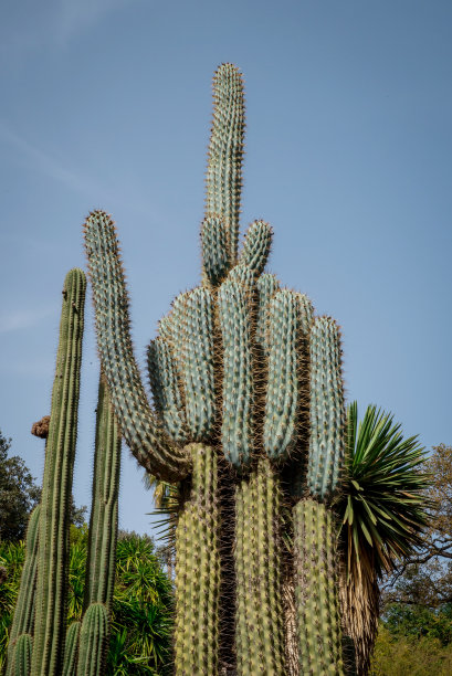 开花的银炬仙人掌图片下载