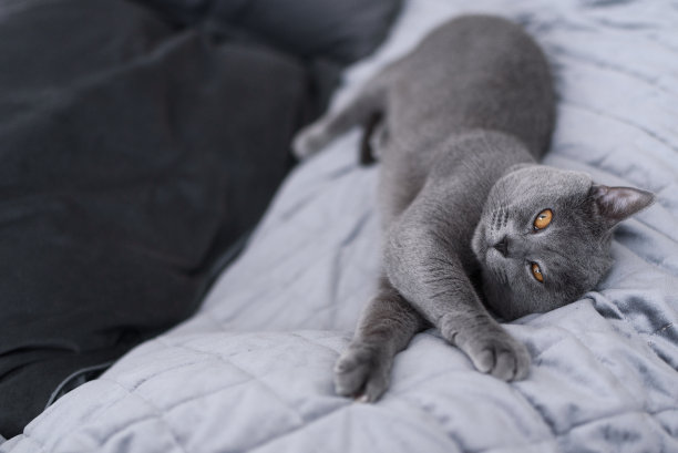 灰色猫咪特写：灰蓝色英国短毛猫图片下载