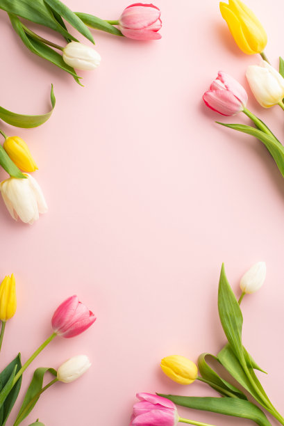 妇女节庆祝理念。顶视图垂直照片新鲜的彩色郁金香在孤立的柔和的粉红色背景与空白的空间在中间图片下载
