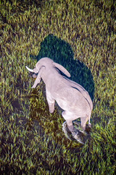 非洲象的鸟瞰图图片下载