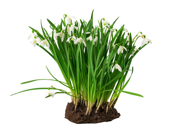 春报春花，雪花莲花，有茎，孤立在白色背景上图片下载