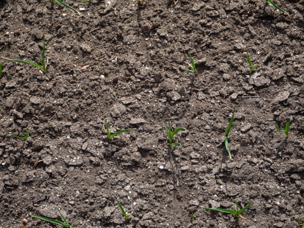 从顶部看在耕地表面的洋葱芽图片下载