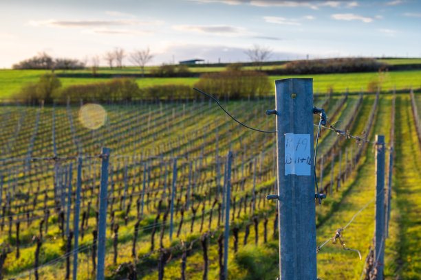 在林堡南部弗伦达尔的弗朗伯格，连绵起伏的山丘和葡萄园中，神奇的日落与戏剧性的云景图片下载