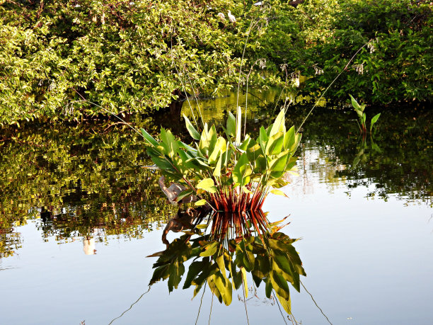 佛罗里达湿地的红茎塔利亚属植物图片下载