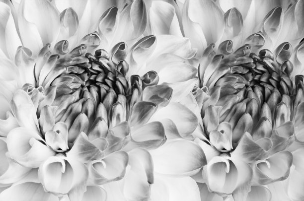 大丽花的黑白照片图片下载