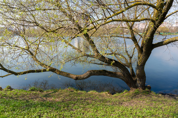 河岸上有一棵美丽的春树，树枝挂在水面上，叶子盛开图片下载