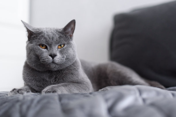 灰色猫咪特写：橙色眼睛的英国短毛猫，猫界的“斗牛犬”图片下载
