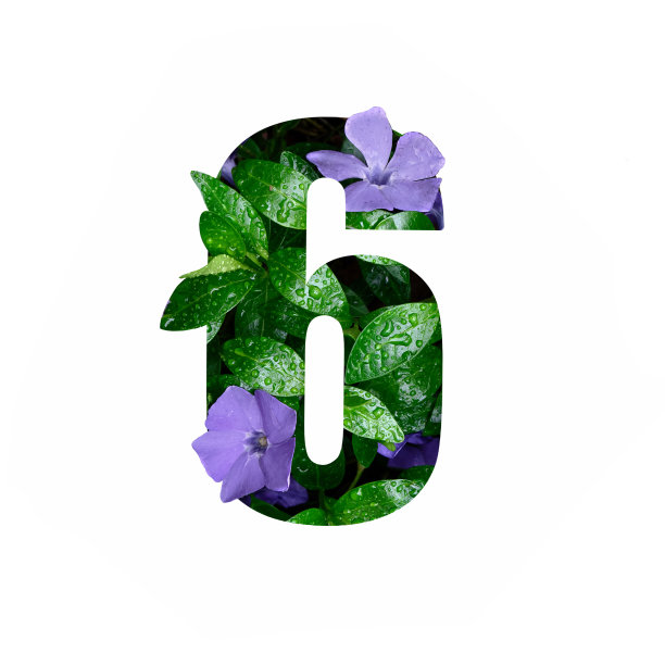 有创意的6号六形剪纸与鲜花和雨滴。图片下载