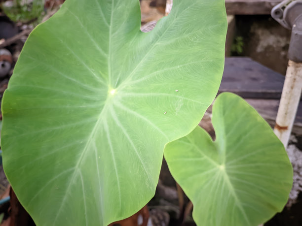 春天的亚洲，清晨的绿色芋头叶图片下载