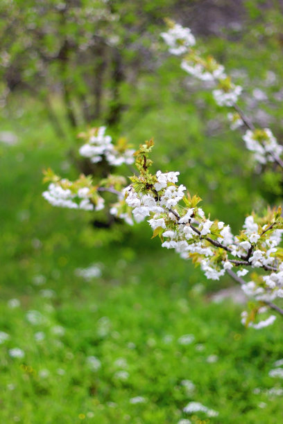 树上的花图片下载