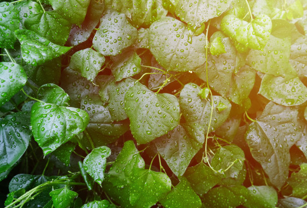 常青藤植物的叶子以雨点墙亮绿的自然纹理为背景。欧洲常春藤、英国常春藤或海地藤的攀援藤本植物。夏季或初秋季节的特写照片与复制空间图片下载