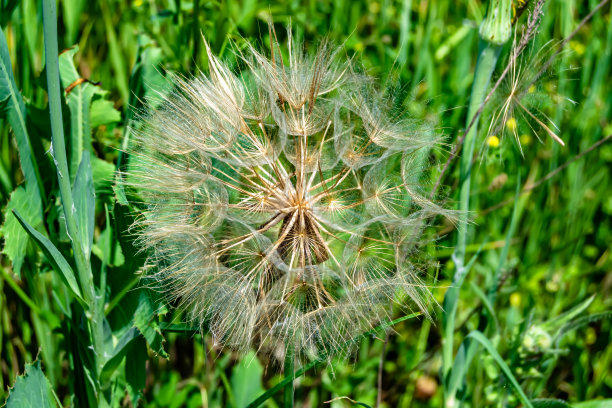 美丽的野生蒲公英种子生长在背景草地上图片下载