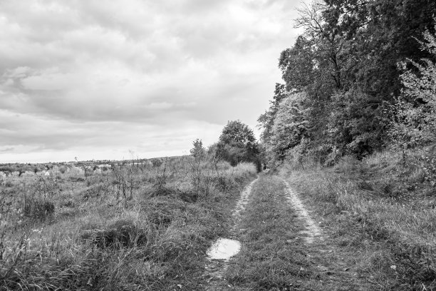 主题摄影美丽的小径在野生树叶林地图片下载