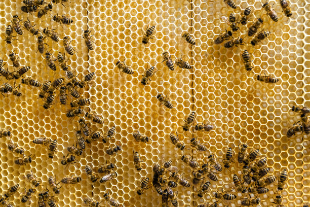 摘要六边形结构是蜂窝由蜂箱填充而成图片下载