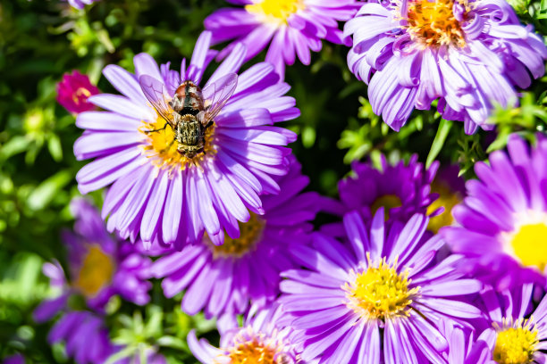 美丽的野花有翅膀的蜜蜂在背景叶草地图片下载