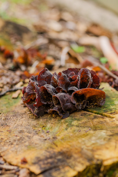 2023年春天，南佛罗里达州一个腐烂的树桩上长满了剥落的树皮和各种各样的真菌图片下载