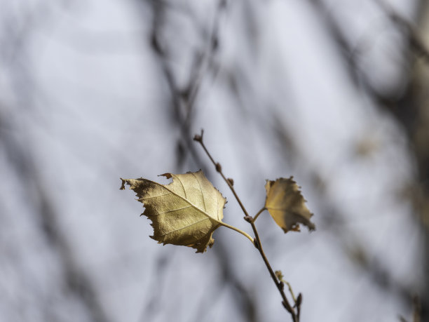 单张黄秋叶图片下载