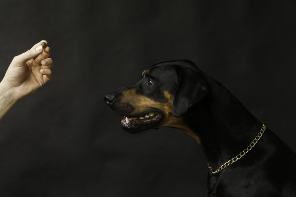 杜宾犬图片下载