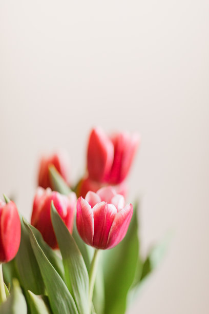 明亮的热粉色郁金香花盛开与郁郁葱葱的绿色茎和叶在明亮的自然日光与中性米色背景与复制空间图片下载