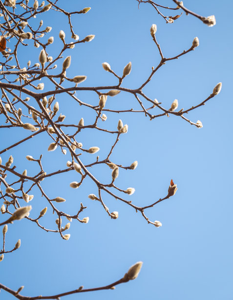 春玉兰芽图片下载