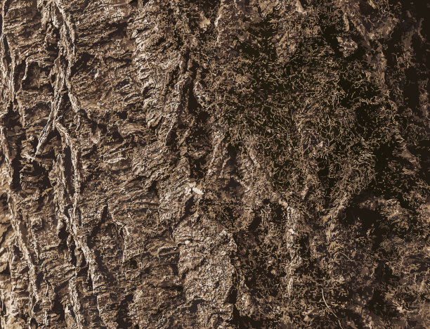 软木树皮的特写插图。栓皮栎或拉丁语黄柏图片下载